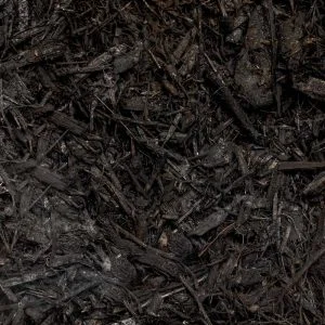 Black Large