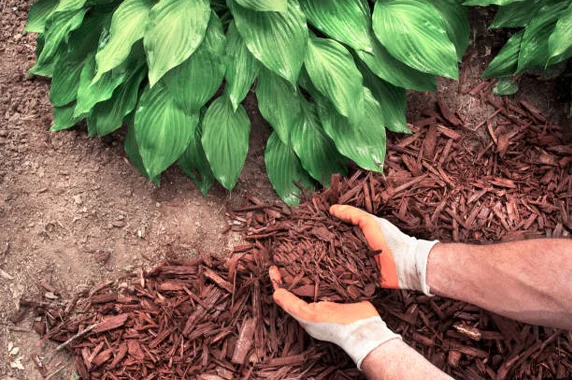 mulch application