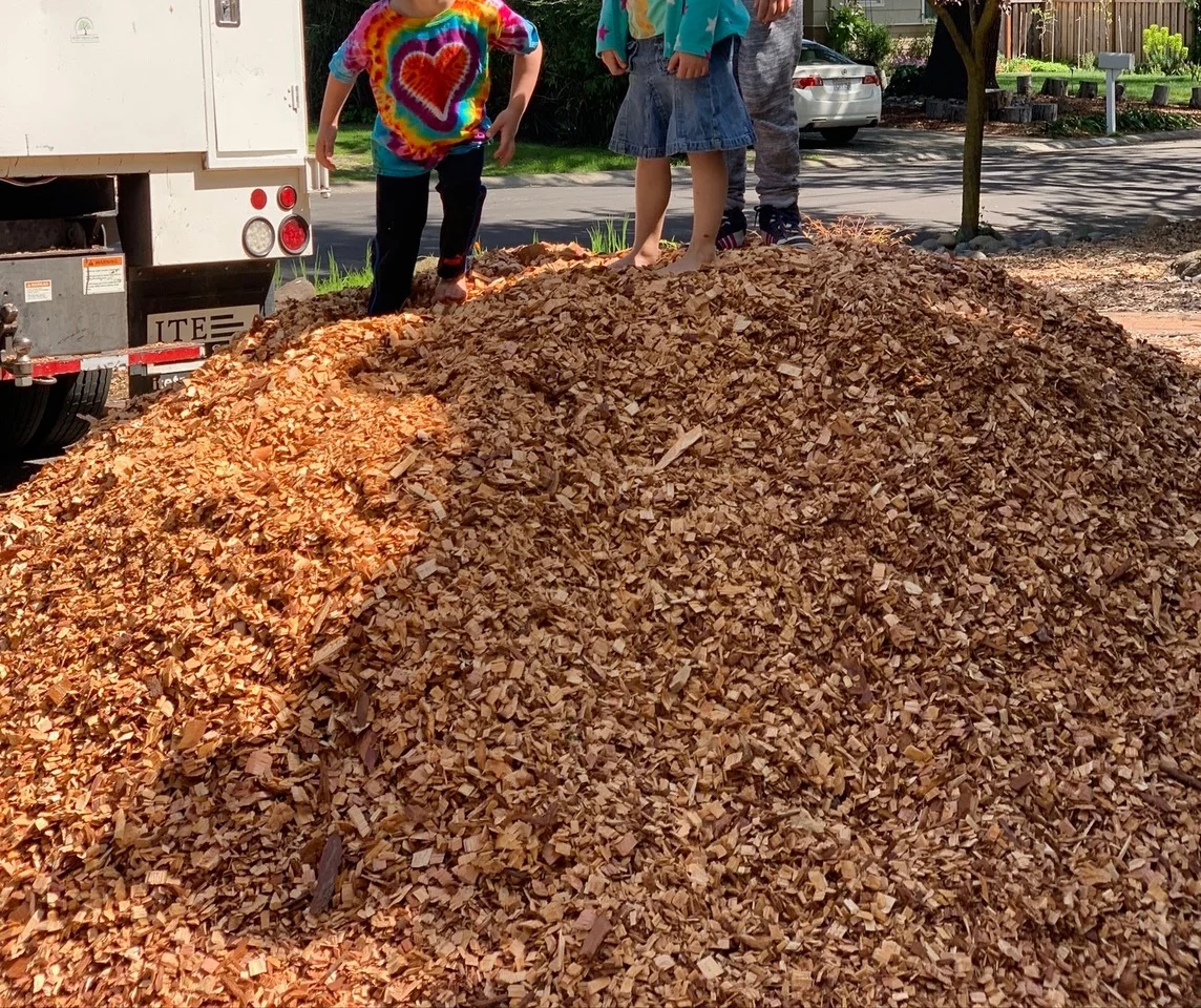 Cedar Chips