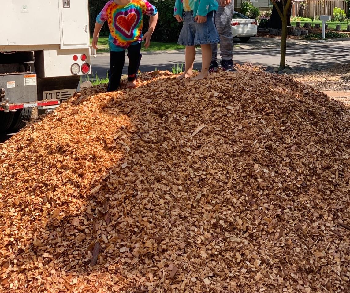 Cedar Chips